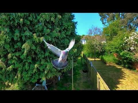 Great slow motion of a Pigeon flight.