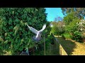 Great Slow Motion Of A Pigeon Flight