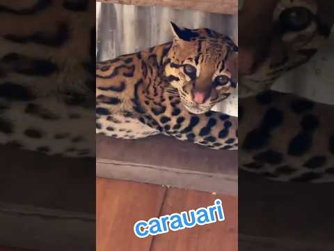 🐆 Jaguatirica aparece no telhado de casa em Carauari! #Jaguatirica #Carauari #Natureza #viral