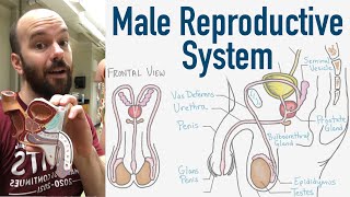 Male Reproductive System | Structure, Function, 3D Model