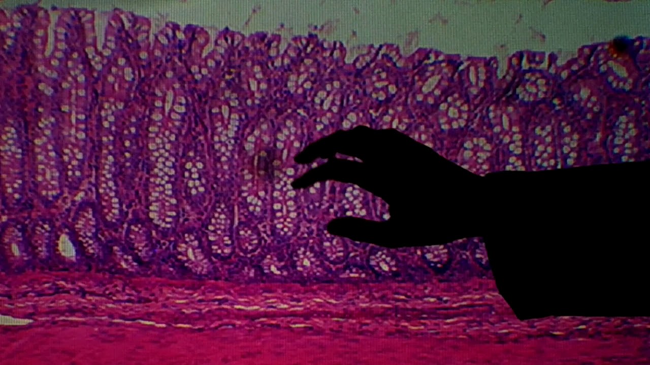 Histologia do Instestino Grosso