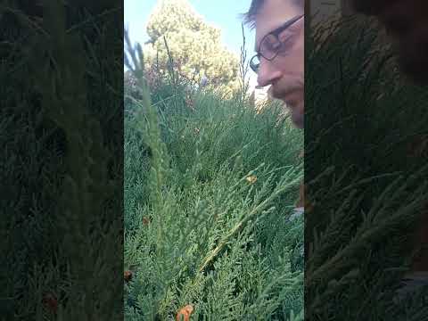 Chadeo Sniffs A #bush