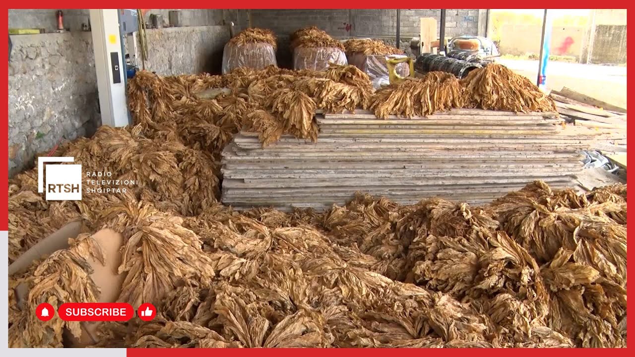 Shkodër – Prodhimtari e lartë të kultivimit të misrit dhe duhanit, më pak bimët mjekësore