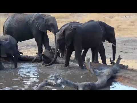 Elephants, Giraffe & Wart Hogs-Djuma Private Game Reserve 9-4-19