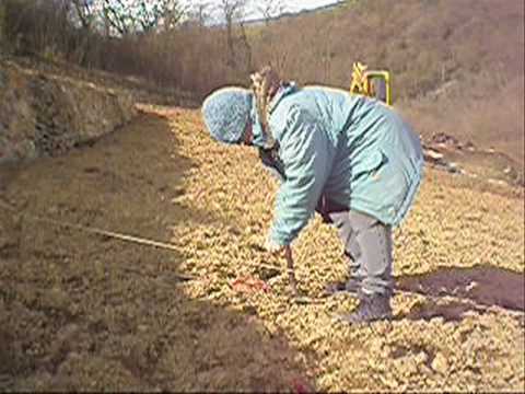 Plantation de vignes en Côte Rôtie - Vignobles Levet