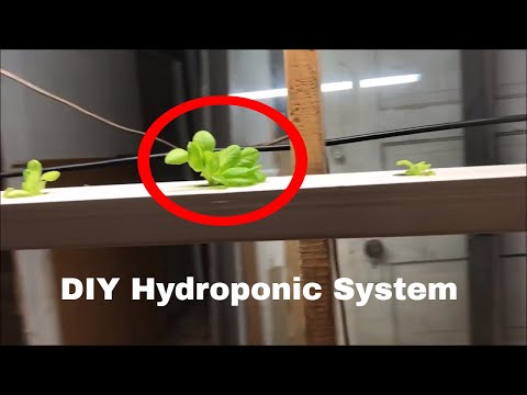 DIY Cheap and Easy Hydroponic System