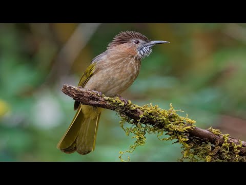 Bülbül Sesi - Kesintisiz Ötüm Dersi ve Huylandırma -(Bulbul Song - Real Traning my record)