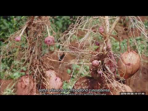 2018 09 26 PM Public Teaching in Romanian - Cursuri publice în română