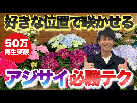 アジサイの切り方 ~ひときわ美しく咲く花の様子~ 植物