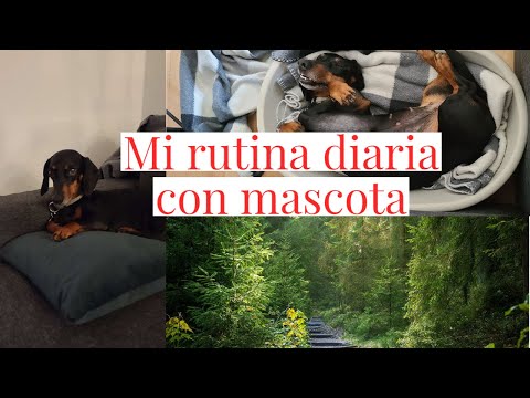 Mi nueva rutina diaria con mascota