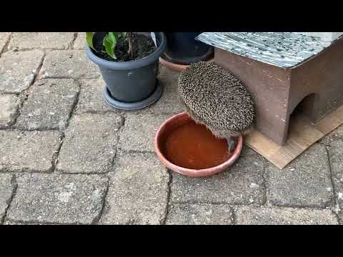 Morgens um 8 Uhr - ´s Ochtends om 8 uur