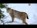 The Eyes of the Lynx