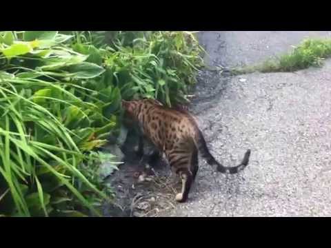 Mysterious cat breed in Newton