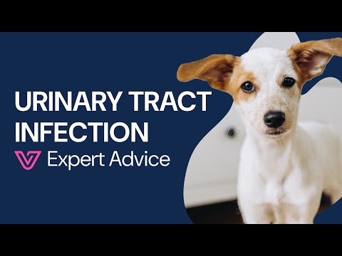 UTI in Dogs: Symptoms and Treatment for Urinary Tract Infections