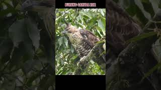 Download lagu Penampakan burung Garuda di alam liar mp3