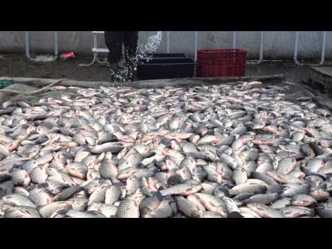 populare Balta Spineni III (caras mare) dec 2012.MOV