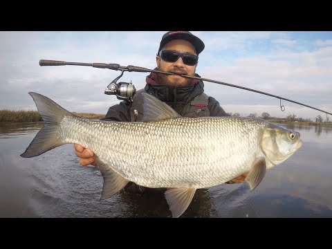 BoleńTV: Grube Jesienne Bolenie Na Jerki