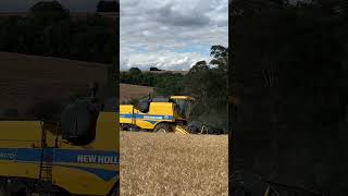 TC 5070 COLHENDO TRIGO 🌾