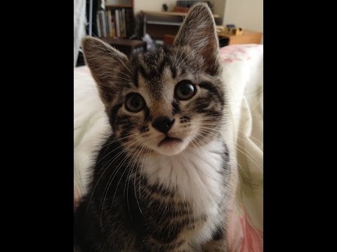 Kalinda as a kitten