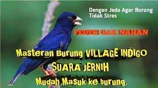 Download lagu VILLAGE INDIGO | suara masteran yg mudah di rekam burung| masteran sultan | bird sobg mp3