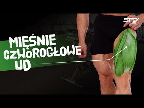 Atlas Ćwiczeń SFD - Mięśnie czworogłowe ud