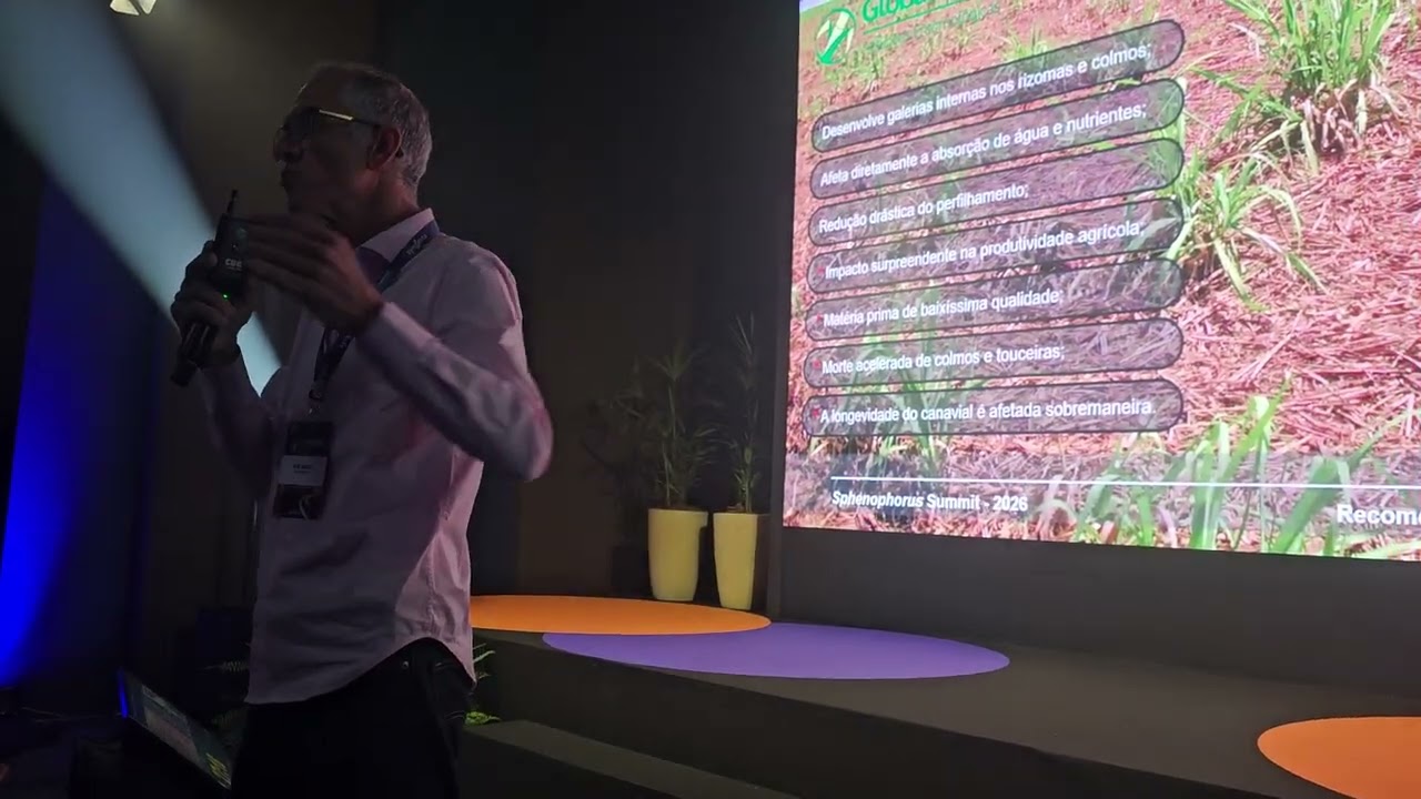 Sphenophorus ameaça produtividade e longevidade da cana, está presente em 90% das áreas canavieiras