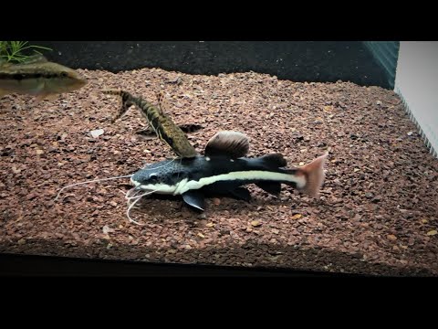 Watch this BEFORE you buy a REDTAIL CATFISH! |  15'' in just 6 MONTHS