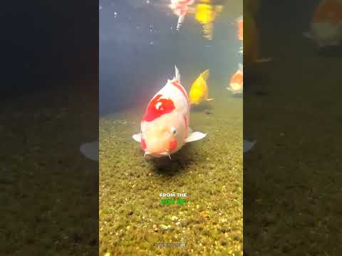 The Truth About Koi Fish in Japan's Street Gutters! #vizonvoice #shorts #viral #trending