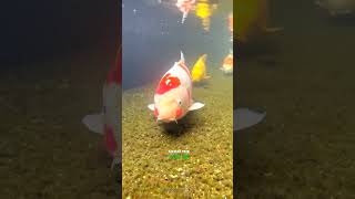 The Truth About Koi Fish in Japan&#39;s Street Gutters! #vizonvoice #shorts #viral #trending