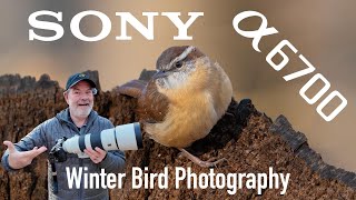 Sony a6700 Bird Photography with 200-600mm Zoom Lens! Winter in Tennessee