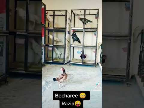 #razia vs gangsters🤪😂