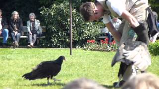 preview picture of video 'Flugshow Andenkondor Vogelpark Walsrode (30.04.2012)'