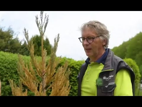 🌲Was tun, wenn ein immergrüner Baum vertrocknet ist?