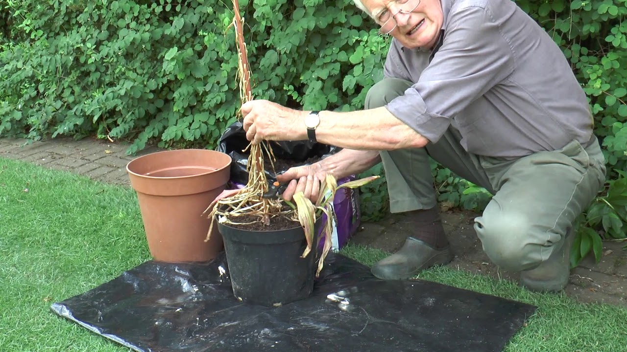 Potting on lilies