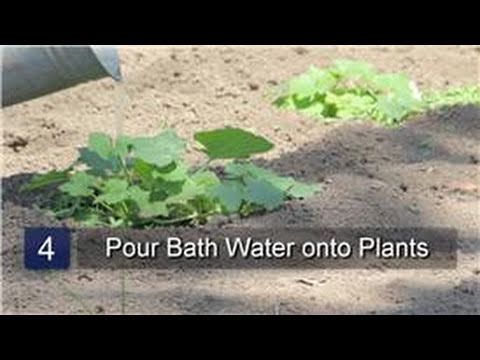 download lagu mp3 mp4 Can You Use Bathwater To Water Plants, download lagu Can You Use Bathwater To Water Plants gratis, unduh video klip Can You Use Bathwater To Water Plants