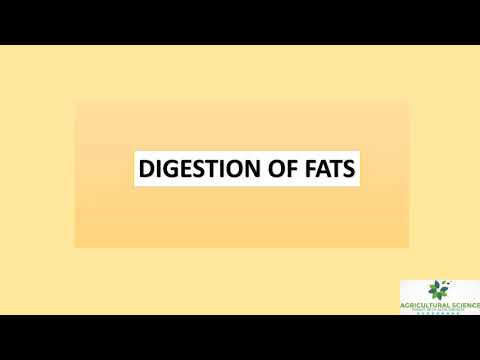 Digestion, Mobilization, and Transport of Fats