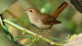 ANDRE RIEU   NIGHTINGALE SERENADE