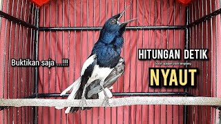 Download lagu SUARA BURUNG kacer gacor NGEPLONG tarung ini paling ampuh buat PANCINGAN KACER agar EMOSI NYAUT mp3