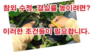 참외재배, 참외 수정, 결실률 높이려면? 이러한 조건들이 필요합니다. (참외 가꾸기, 참외 낙과율 방지, 참…
