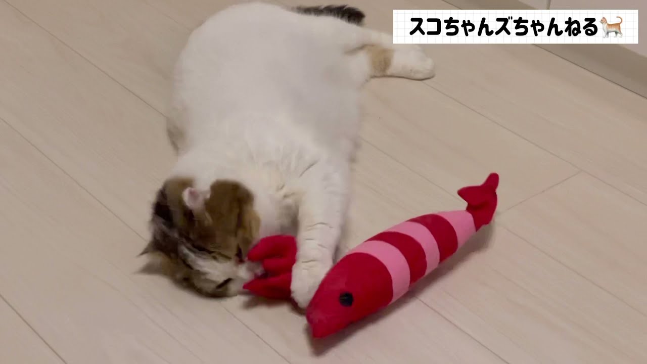 【スコティッシュフォールド】蹴りぐるみに酔うスコちゃんズ【スコちゃんズちゃんねる】