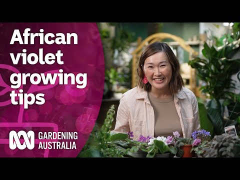 How to care for African violets and why you should grow them | Discovery | Gardening Australia