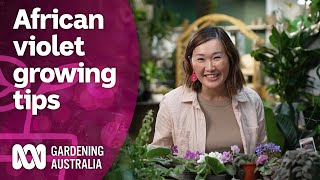 How to care for African violets and why you should grow them | Discovery | Gardening Australia