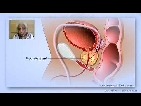 What is the prostate and what does it do?