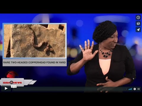 Rare two-headed copperhead found in yard (ASL - 9.23.18)