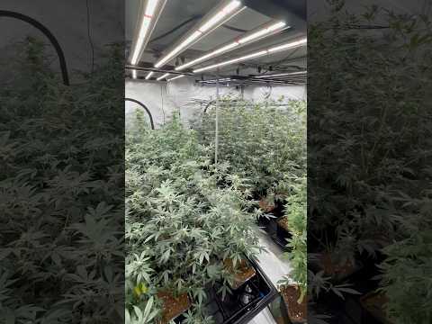 How long would you veg in 10x10 grow tents ? 2 wks 3 gallon pots! #gardeningtips #growtent #farming