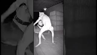 A Strange Creature Rushes in and Attacks a Dog on CCTV 😱