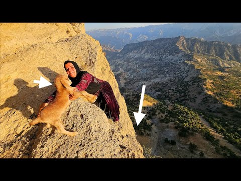 Kulthum's tough day in the mountains: 🐐👶 Saving a newborn baby goat on dangerous cliffs! 🧗‍♀️🕊️