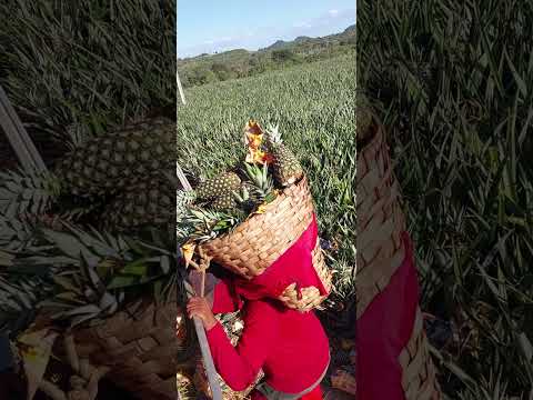 Pérola Floresta do Araguaia PA 🍍 🍍 🍍