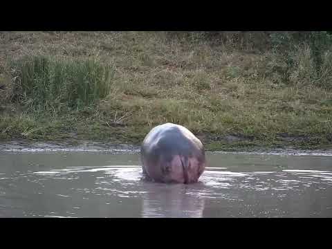 Djuma: Hippo getting active before leaving the dam - 17:01 - 07/10/2023