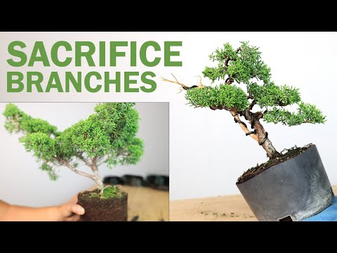 Shimpaku Juniper Bonsai Sacrifice Branch Styling Options